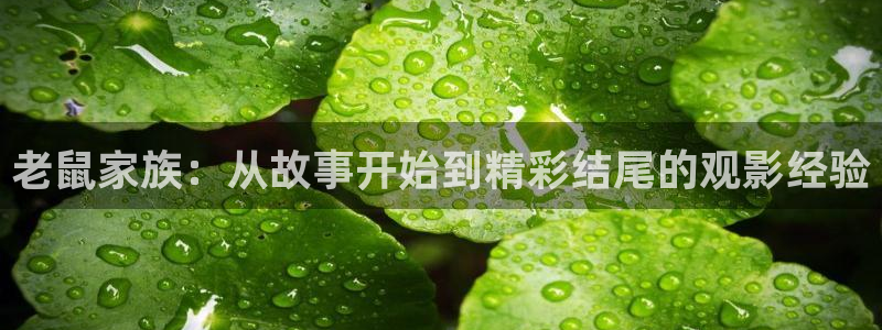 2828神马电影：老鼠家族：从故事开始到精彩结尾的观影经验